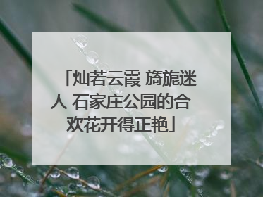 灿若云霞 旖旎迷人 石家庄公园的合欢花开得正艳