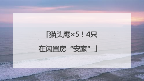 猫头鹰×5！4只在闲置房“安家”
