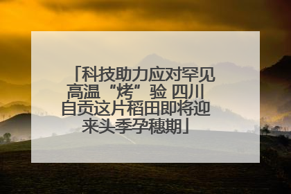 科技助力应对罕见高温“烤”验 四川自贡这片稻田即将迎来头季孕穗期