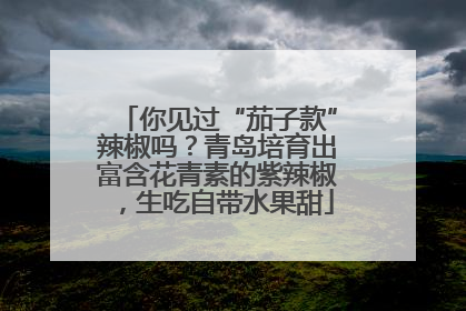 你见过“茄子款”辣椒吗？青岛培育出富含花青素的紫辣椒，生吃自带水果甜