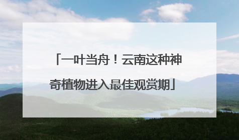 一叶当舟！云南这种神奇植物进入最佳观赏期