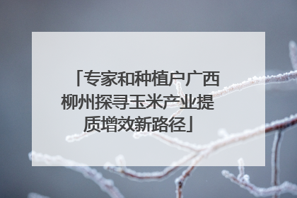 专家和种植户广西柳州探寻玉米产业提质增效新路径