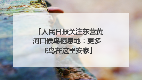 人民日报关注东营黄河口候鸟栖息地：更多飞鸟在这里安家