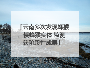 云南多次发现蜂猴、倭蜂猴实体 监测获阶段性成果