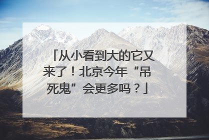 从小看到大的它又来了！北京今年“吊死鬼”会更多吗？