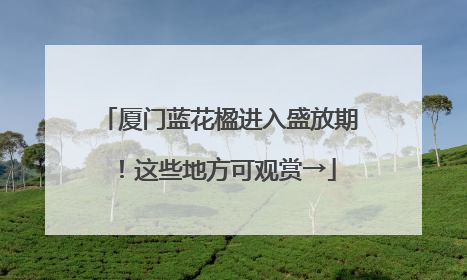 厦门蓝花楹进入盛放期！这些地方可观赏→