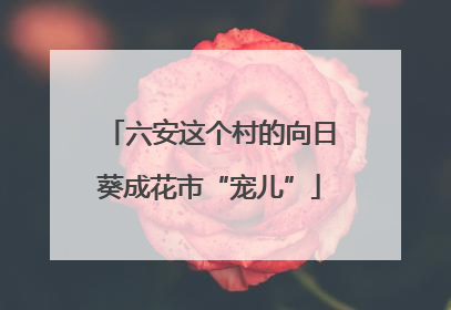 六安这个村的向日葵成花市“宠儿”