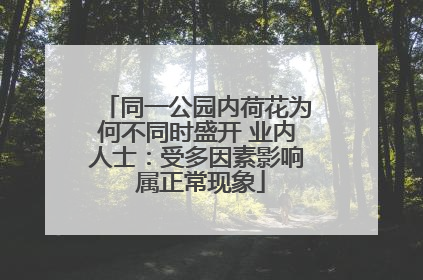 同一公园内荷花为何不同时盛开 业内人士：受多因素影响 属正常现象