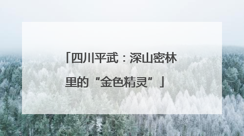 四川平武：深山密林里的“金色精灵”