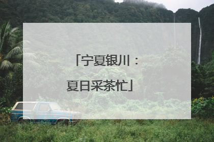 宁夏银川：夏日采茶忙