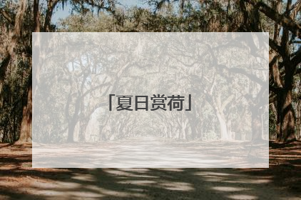 夏日赏荷