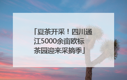 夏茶开采!四川通江5000余亩欧标茶园迎来采摘季