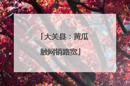 大关县：黄瓜触网销路宽