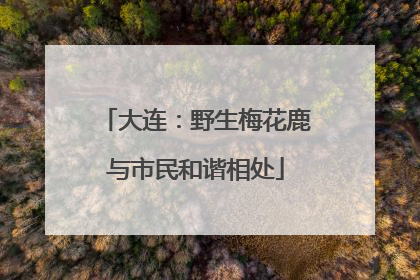 大连：野生梅花鹿与市民和谐相处