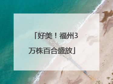 好美！福州3万株百合盛放
