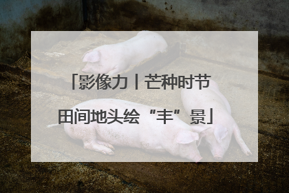 影像力丨芒种时节 田间地头绘“丰”景