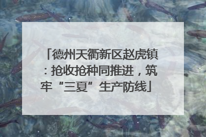 德州天衢新区赵虎镇：抢收抢种同推进，筑牢“三夏”生产防线