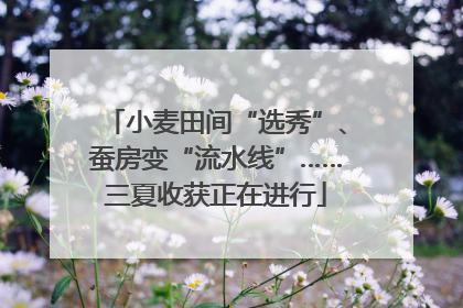 小麦田间“选秀”、蚕房变“流水线”……三夏收获正在进行