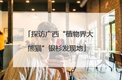 探访广西“植物界大熊猫”银杉发现地