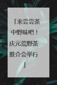 来尝尝茶中野味吧！庆元荒野茶推介会举行