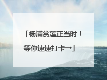 杨浦赏莲正当时！等你速速打卡→