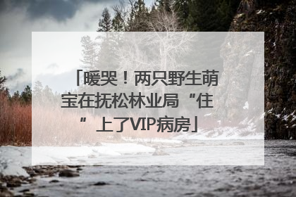 暖哭！两只野生萌宝在抚松林业局“住”上了VIP病房