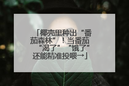 椰壳里种出“番茄森林”！当番茄“渴了”“饿了”还能精准投喂→