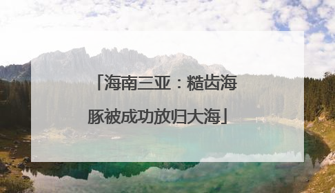 海南三亚：糙齿海豚被成功放归大海