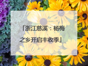 浙江慈溪：杨梅之乡开启丰收季