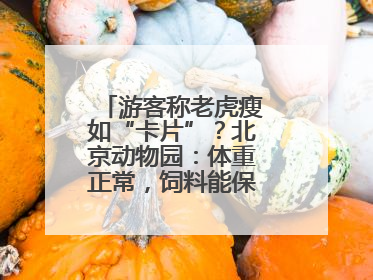 游客称老虎瘦如“卡片”？北京动物园：体重正常，饲料能保障营养需求