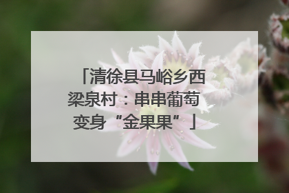 清徐县马峪乡西梁泉村：串串葡萄变身“金果果”
