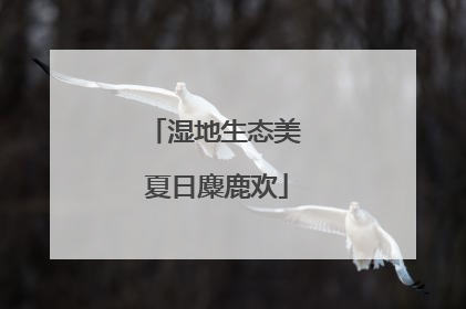 湿地生态美 夏日麋鹿欢