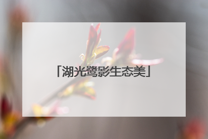 湖光鹭影生态美