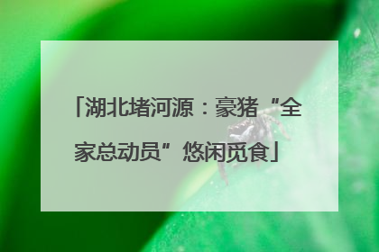 湖北堵河源：豪猪“全家总动员”悠闲觅食