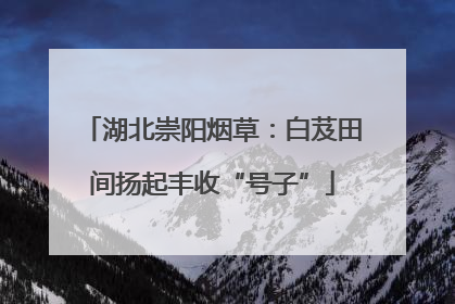 湖北崇阳烟草：白芨田间扬起丰收“号子”