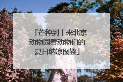 芒种到丨来北京动物园看动物们的夏日纳凉图鉴