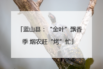 蓝山县：“金叶”飘香季 烟农赶“烤”忙