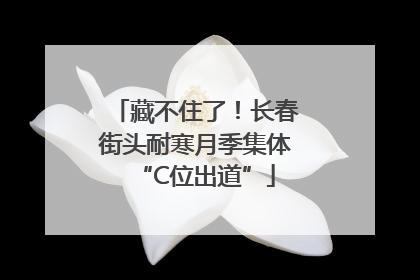 藏不住了！长春街头耐寒月季集体“C位出道”