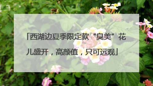 西湖边夏季限定款“臭美”花儿盛开，高颜值，只可远观