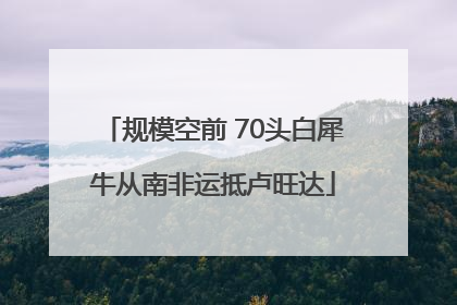规模空前 70头白犀牛从南非运抵卢旺达