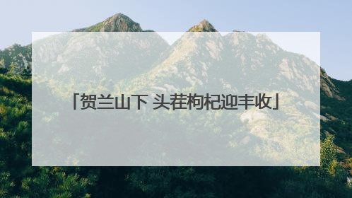 贺兰山下 头茬枸杞迎丰收