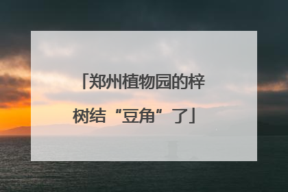 郑州植物园的梓树结“豆角”了