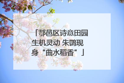 鄠邑区诗意田园生机灵动 朱鹮现身“曲水稻香”