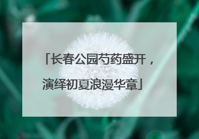 长春公园芍药盛开，演绎初夏浪漫华章