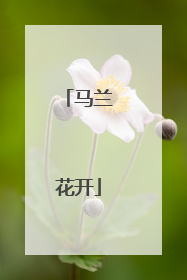 马兰花开