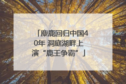 麋鹿回归中国40年 洞庭湖畔上演“鹿王争霸”