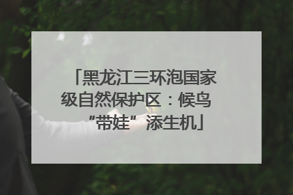 黑龙江三环泡国家级自然保护区：候鸟“带娃”添生机