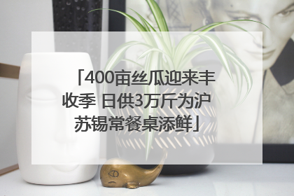 400亩丝瓜迎来丰收季 日供3万斤为沪苏锡常餐桌添鲜