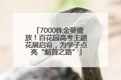 7000株金葵盛放！百花园高考主题花展启幕，为学子点亮“魁首之路”